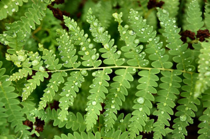 fern