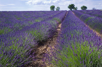 lavender and tree